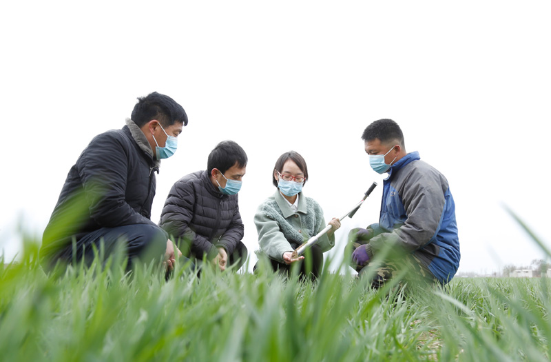 打好夏粮丰收仗——我国全力以赴保障粮食生产