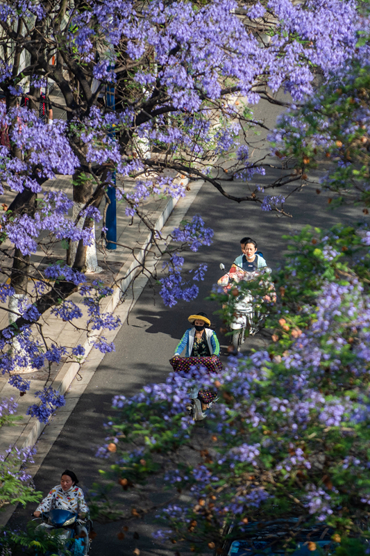 春城蓝花楹盛开
