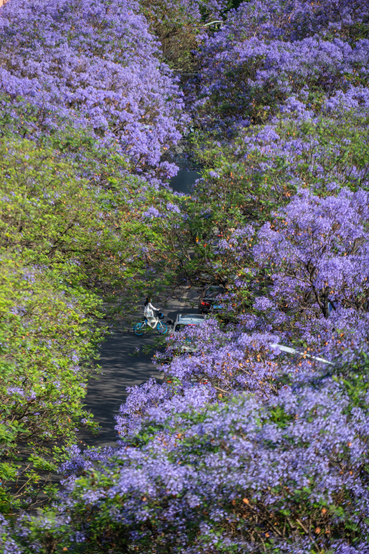 春城蓝花楹盛开
