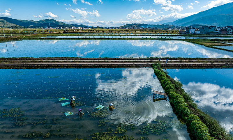 “水质风向标”化身“致富菜”